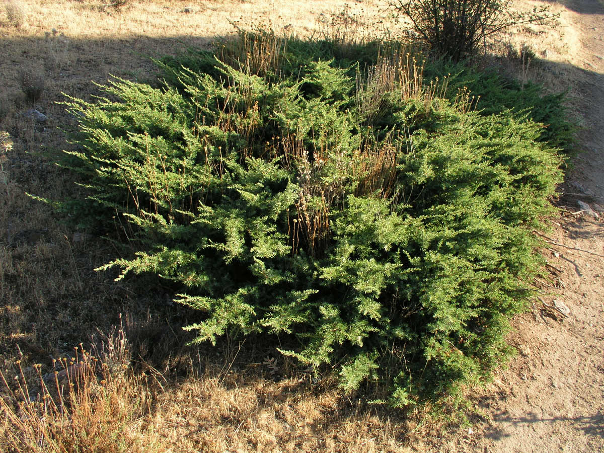 Juniperus communis